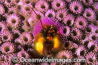 Coral Hermit Crab in Coral Photo - Gary Bell