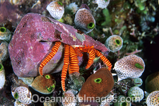 Hermit Crab living in cone shell photo