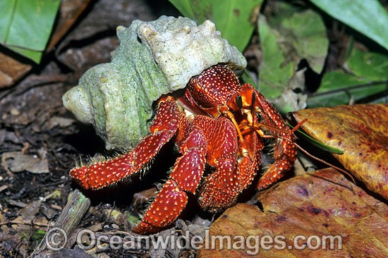 Land Hermit Crab photo
