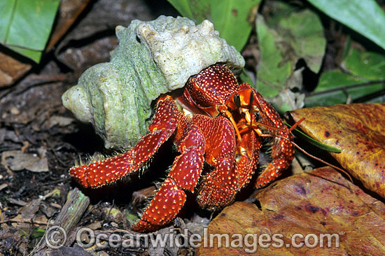 Land Hermit Crab (Coenobita perlatus) - living in a shell. Paymyra Atoll, Pacific Ocean Photo - Gary Bell Land Hermit Crab (Coenobita perlatus) - living in a shell. Paymyra Atoll, Pacific Ocean Photo - Gary Bell