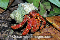 Land Hermit Crab Photo - Gary Bell