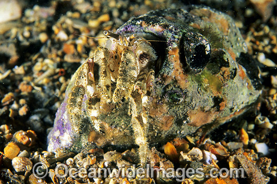 Stone Hermit Crab (Cancellus typus) - living in a hole excavated in soft stone. Edithburgh, South Australia Photo - Gary Bell Stone Hermit Crab (Cancellus typus) - living in a hole excavated in soft stone. Edithburgh, South Australia Photo - Gary Bell