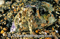 Stone Hermit Crab Cancellus typus Photo - Gary Bell