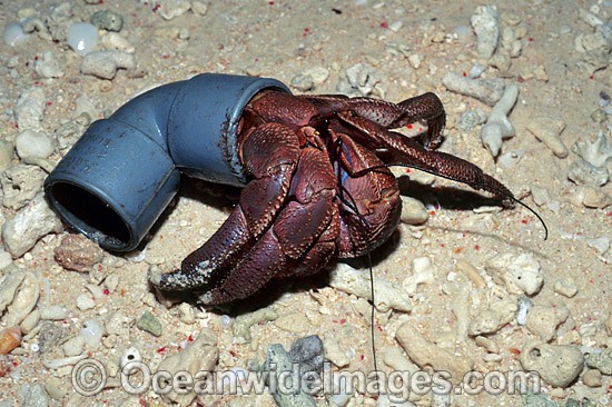 Land Hermit Crab (Coenobita perlatus) - living in a discarded plastic water pipe. Sipadan Island, Malaysia Photo - Gary Bell