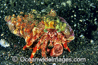 Hermit Crab Dardanus pedunculatus Photo - Gary Bell