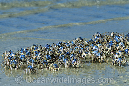 Soldier Crab (Mictyris longicarpus). Stradbroke Island, Queensland, Australia Photo - Gary Bell Soldier Crab (Mictyris longicarpus). Stradbroke Island, Queensland, Australia Photo - Gary Bell