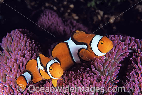 Eastern Clownfish (Amphiprion percula) amongst anemone tentacles. Also known as Eastern Anemonefish or Clown Anemonefish. Great Barrier Reef, Queensland, Australia Photo - Gary Bell Eastern Clownfish (Amphiprion percula) amongst anemone tentacles. Also known as Eastern Anemonefish or Clown Anemonefish. Great Barrier Reef, Queensland, Australia Photo - Gary Bell