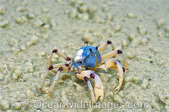 Soldier Crab (Mictyris longicarpus). Stradbroke Island, Queensland, Australia Photo - Gary Bell Soldier Crab (Mictyris longicarpus). Stradbroke Island, Queensland, Australia Photo - Gary Bell