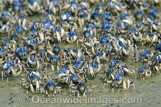 Soldier Crab (Mictyris longicarpus). Stradbroke Island, Queensland, Australia Photo - Gary Bell Soldier Crab (Mictyris longicarpus). Stradbroke Island, Queensland, Australia Photo - Gary Bell