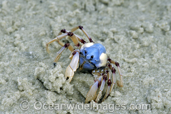 Soldier Crab (Mictyris longicarpus). Sequence 1: Burying itself in estuary sand. Stradbroke Island, Queensland, Australia Photo - Gary Bell Soldier Crab (Mictyris longicarpus). Sequence 1: Burying itself in estuary sand. Stradbroke Island, Queensland, Australia Photo - Gary Bell
