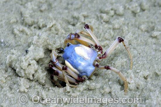 Soldier Crab (Mictyris longicarpus). Sequence 2: Burying itself in esturary sand. Stradbroke Island, Queensland, Australia Photo - Gary Bell
