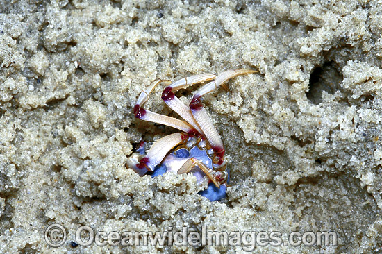 Soldier Crab (Mictyris longicarpus). Sequence 3: Burying itself in estuary sand. Stradbroke Island, Queensland, Australia Photo - Gary Bell Soldier Crab (Mictyris longicarpus). Sequence 3: Burying itself in estuary sand. Stradbroke Island, Queensland, Australia Photo - Gary Bell