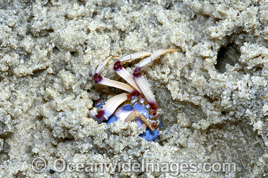 Soldier Crab Mictyris longicarpus photo