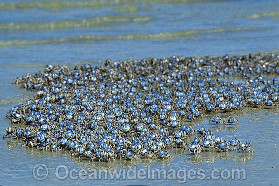 Soldier Crab (Mictyris longicarpus). Stradbroke Island, Queensland, Australia Photo - Gary Bell Soldier Crab (Mictyris longicarpus). Stradbroke Island, Queensland, Australia Photo - Gary Bell