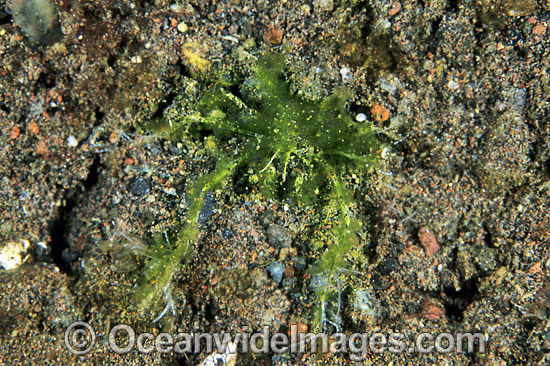 Hairy Decorator Crab Achaeus japonicus photo