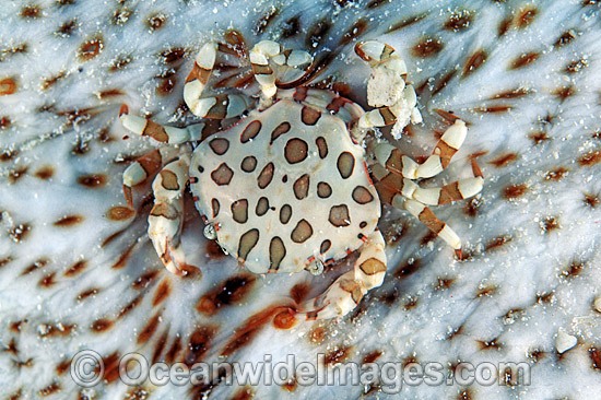 Harlequin Crab living on Sea Cucumber photo