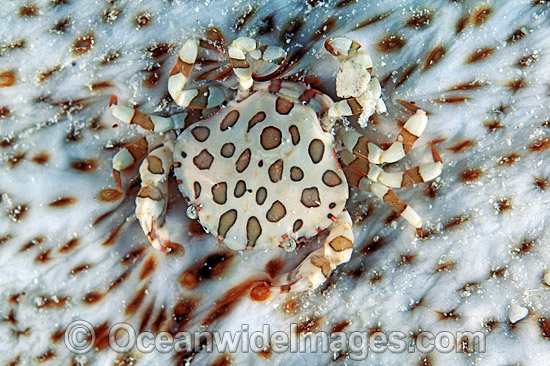 Harlequin Crab living on Sea Cucumber photo Harlequin Crab living on Sea Cucumber photo