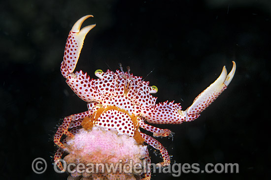 Red-spotted Trapeze Crab photo