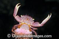 Red-spotted Trapeze Crab Photo - Gary Bell