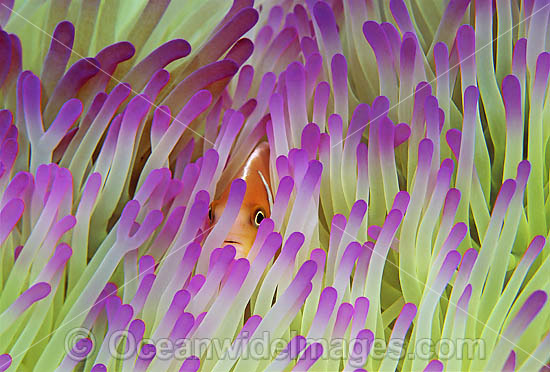 Pink Anemonefish (Amphiprion perideraion) amongst anemone tentacles. Great Barrier Reef, Queensland, Australia Photo - Gary Bell Pink Anemonefish (Amphiprion perideraion) amongst anemone tentacles. Great Barrier Reef, Queensland, Australia Photo - Gary Bell