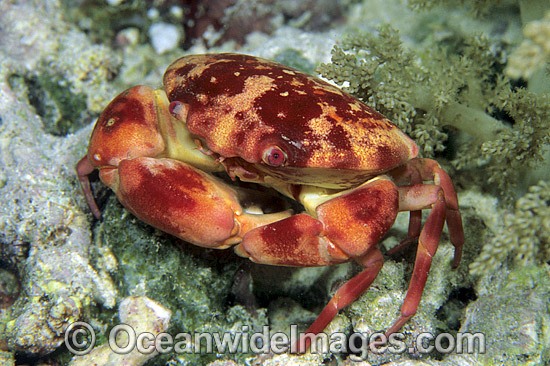 Reef Crab Carpilius convexus photo