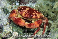 Reef Crab Carpilius convexus Photo - Gary Bell