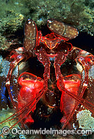 Mantis Shrimp Lysiosquillina sp. Photo - Gary Bell