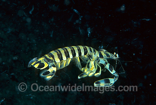 Mantis Shrimp Lysiosquillina maculata photo