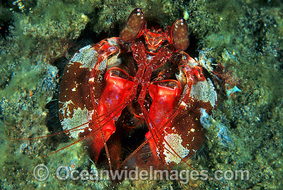 Mantis Shrimp (Lysiosquillina sp.). Bali, Indonesia Photo - Gary Bell Mantis Shrimp (Lysiosquillina sp.). Bali, Indonesia Photo - Gary Bell