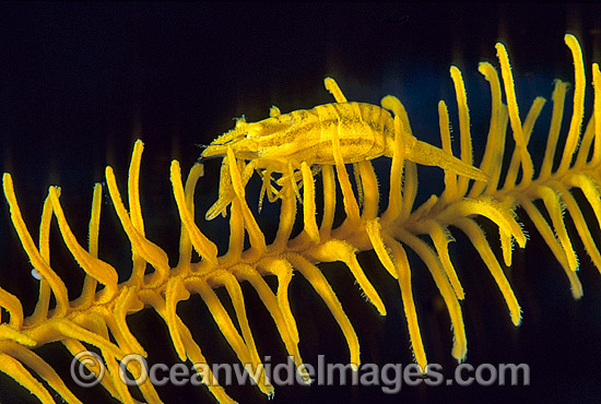 Commensal Crinoid Shrimp (Periclimenes amboinensis) on arm of Crinoid Featherstar. Bali, Indonesia Photo - Gary Bell Commensal Crinoid Shrimp (Periclimenes amboinensis) on arm of Crinoid Featherstar. Bali, Indonesia Photo - Gary Bell