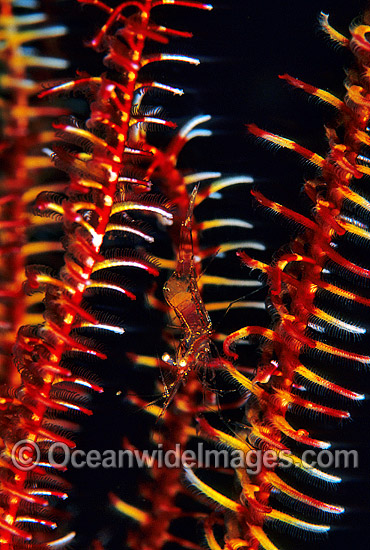 Commensal Crinoid Shrimp (Possibly: Periclimenes psamathe) on arm of Crinoid Featherstar. Bali, Indonesia Photo - Gary Bell Commensal Crinoid Shrimp (Possibly: Periclimenes psamathe) on arm of Crinoid Featherstar. Bali, Indonesia Photo - Gary Bell