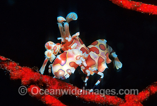 Harlequin Shrimp Hymenocera picta photo