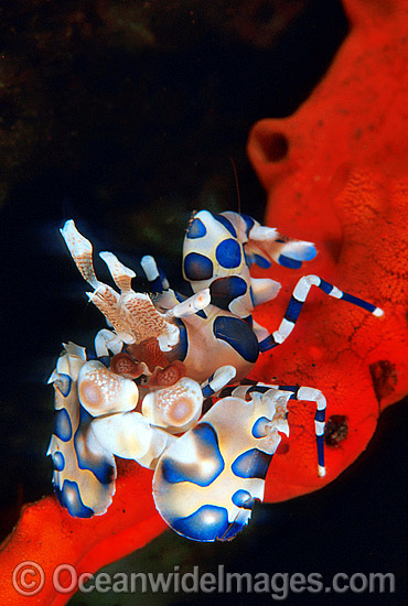 Harlequin Shrimp Hymenocera picta photo