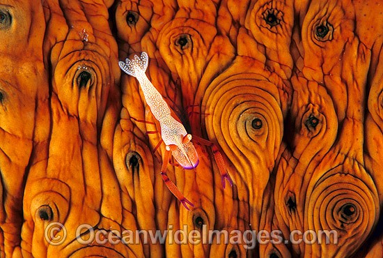 Emperor Shrimp on Sea Cucumber photo
