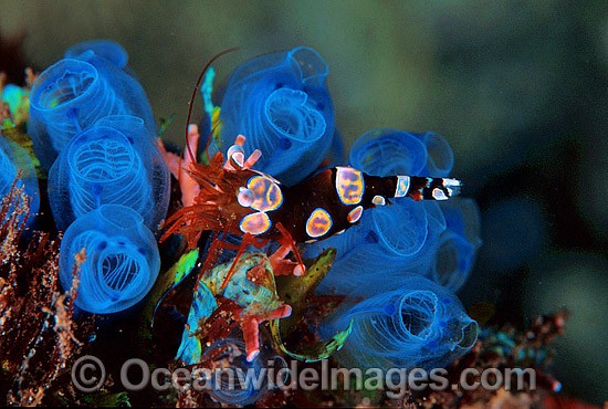 Commensal Anemone Shrimp (Thor amboinensis) on Sea Tunicate. Bali, Indonesia Photo - Gary Bell
