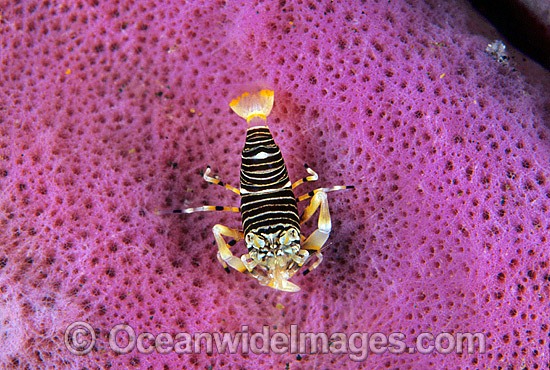 Striped Bumblebee Shrimp (Gnathophyllum americanum) on Tube Sponge. Bali, Indonesia. Within Coral Triangle. Photo - Gary Bell