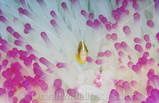 Pink Anemonefish (Amphiprion perideraion) - juvenile amongst anemone tentacles amongst anemone tentacles which have been bleached during extreme warm water temperatures due El Nino. Great Barrier Reef, Queensland, Australia Photo - Gary Bell