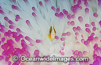 Pink Anemonefish Amphiprion perideraion Photo - Gary Bell