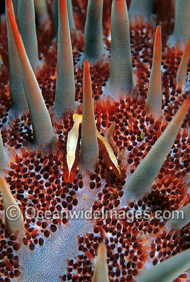 Commensal Starfish Shrimp (Periclimenes soror) on Crown-of-thorns Starfish. Great Barrier Reef, Queensland, Australia Photo - Gary Bell Commensal Starfish Shrimp (Periclimenes soror) on Crown-of-thorns Starfish. Great Barrier Reef, Queensland, Australia Photo - Gary Bell