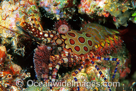Marble Shrimp (Saron sp.). Bali, Indonesia Photo - Gary Bell Marble Shrimp (Saron sp.). Bali, Indonesia Photo - Gary Bell
