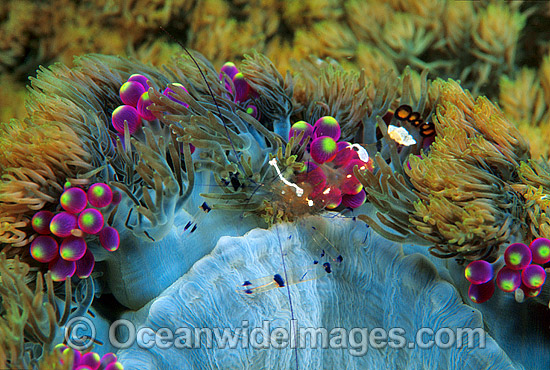 Anemone Shrimp photo Anemone Shrimp photo