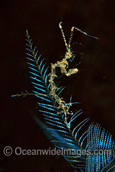Ghost Shrimp (Caprella sp.) on Stinging Hydroid. Also known as Skeleton Shrimp. Bail, Indonesia Photo - Gary Bell Ghost Shrimp (Caprella sp.) on Stinging Hydroid. Also known as Skeleton Shrimp. Bail, Indonesia Photo - Gary Bell