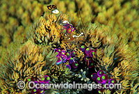 Anemone Shrimp on Sea Anemone Photo - Gary Bell