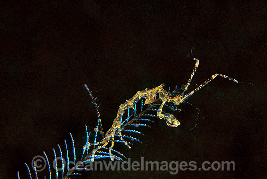 Ghost Shrimp on stinging Hydroid photo