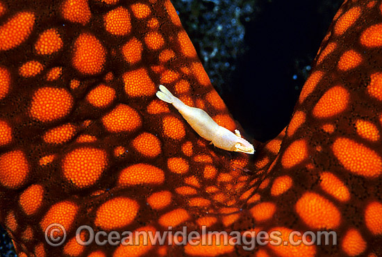 Commensal Starfish Shrimp (Periclimenes soror) on seastar. Bali, Indonesia Photo - Gary Bell Commensal Starfish Shrimp (Periclimenes soror) on seastar. Bali, Indonesia Photo - Gary Bell