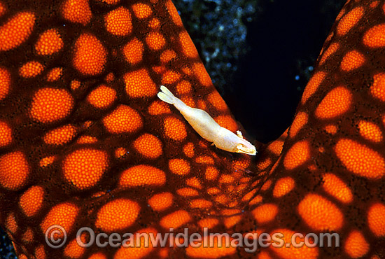 Commensal Starfish Shrimp on Sea star photo