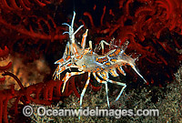 Elegant Shrimp Phyllognathia ceratophthalma Photo - Gary Bell