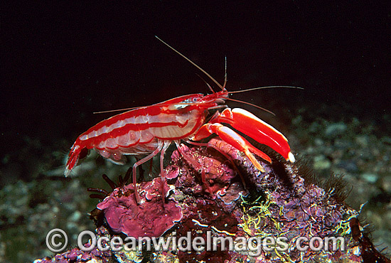 Candy-stripe Pistol Shrimp Alpheus astrinx photo