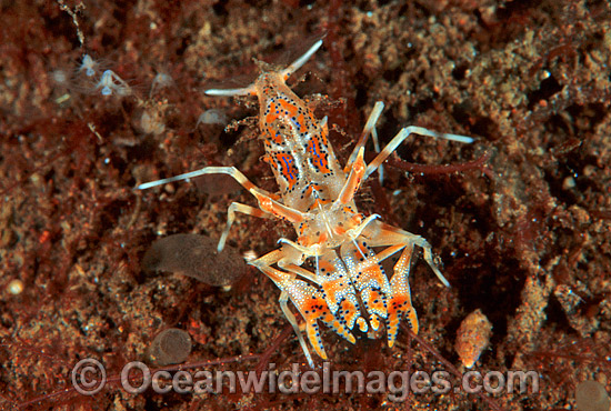 Elegant Shrimp (Phyllognathia ceratophthalma). Related species to the Harlequin Shrimp that also predates on Seastars. Bali, Indonesia Photo - Gary Bell Elegant Shrimp (Phyllognathia ceratophthalma). Related species to the Harlequin Shrimp that also predates on Seastars. Bali, Indonesia Photo - Gary Bell