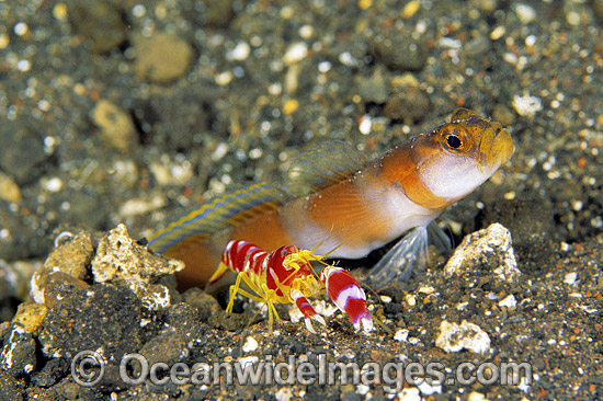 Flag-tail Shrimp Goby (Amblyeleotris yanoi) and Shrimp (Alpheus randalli). Bali, Indonesia Flag-tail Shrimp Goby (Amblyeleotris yanoi) and Shrimp (Alpheus randalli). Bali, Indonesia